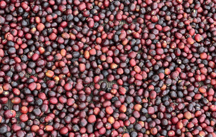 aribegona bochessa coffee