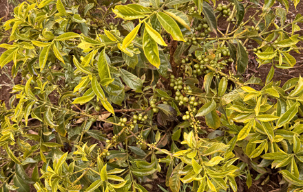 aribegona chericho sidama coffee