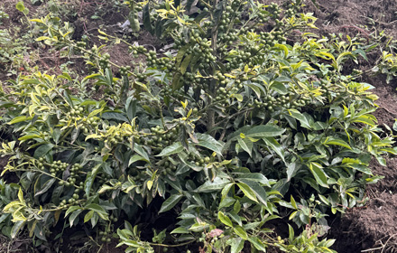 bensa daye gemecho coffee