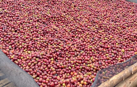 chere sidama coffee