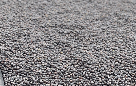 teticha sidama coffee