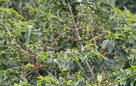 wonsho sidama coffee